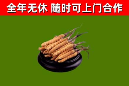 喀什回收冬虫夏草